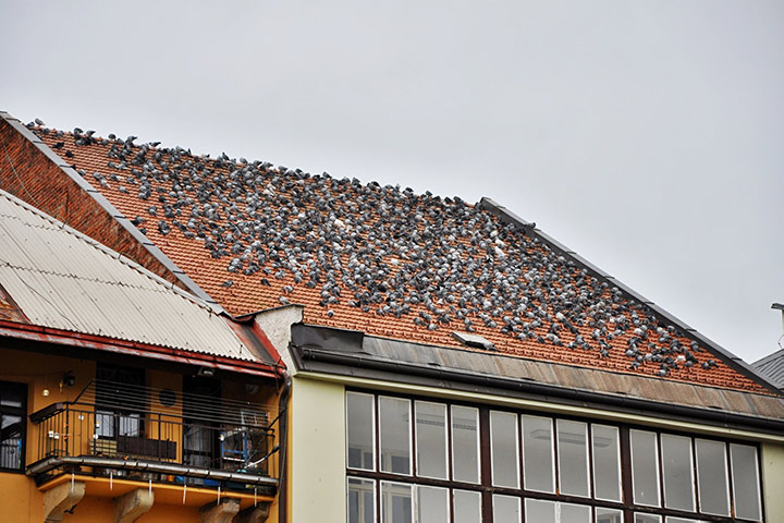 A2B Pest Control are able to install spikes to deter birds from roofs in Shoreham By Sea. 