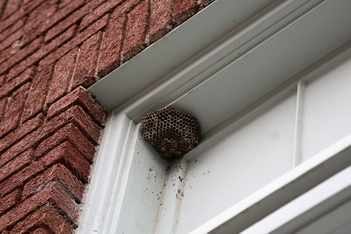 We provide a wasp nest removal service for domestic and commercial properties in Shoreham By Sea.